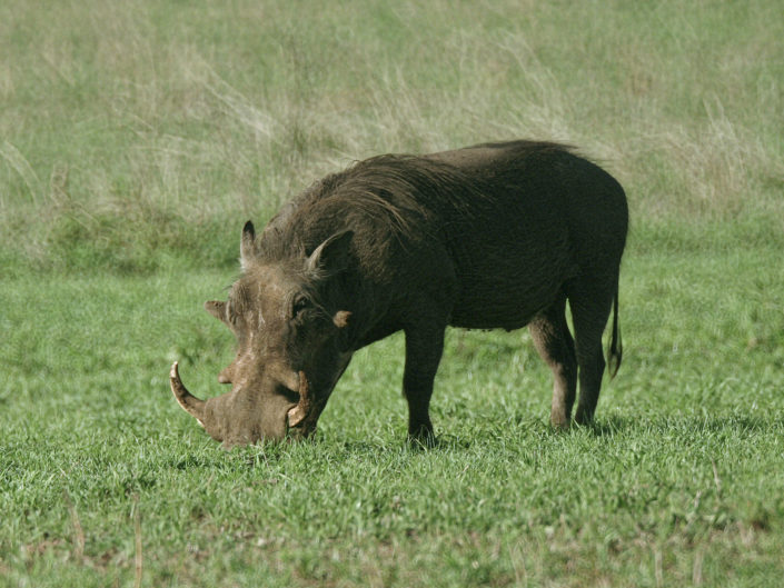 Common warthog