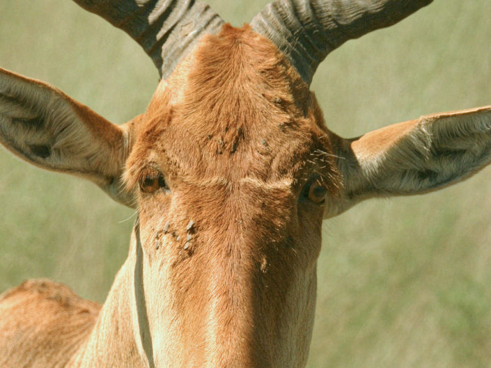Lichtenstein's hartebeest