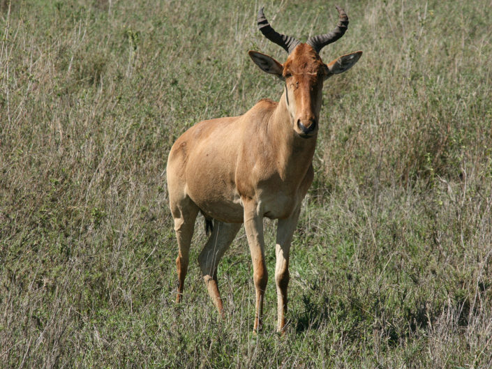 Lichtenstein's hartebeest