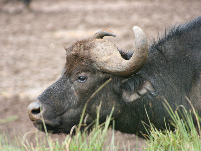 African buffalo
