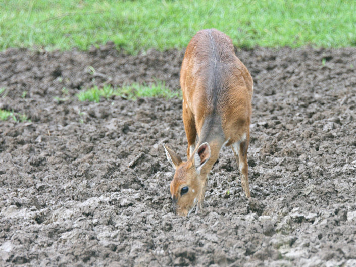Cape bushbuck