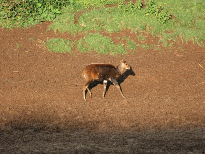 Cape bushbuck