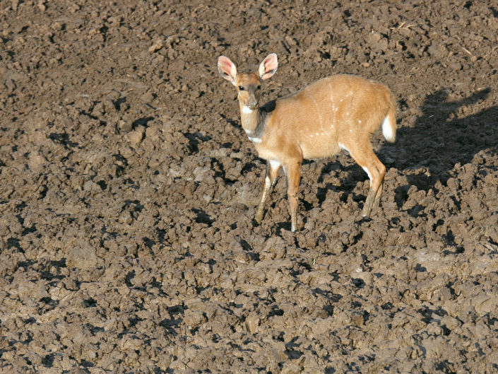 Cape bushbuck