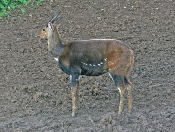 Cape bushbuck