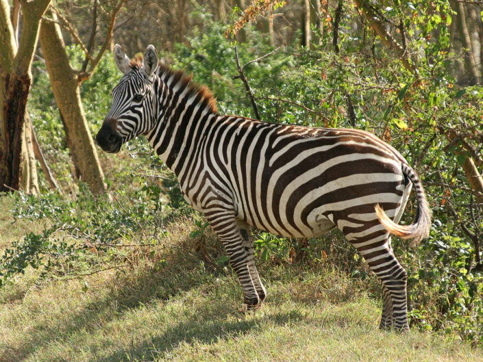 Grant's zebra