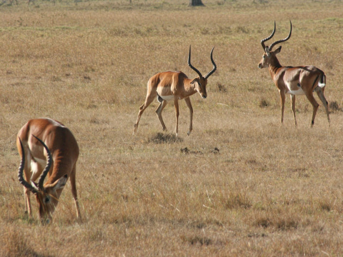 Common Impalas