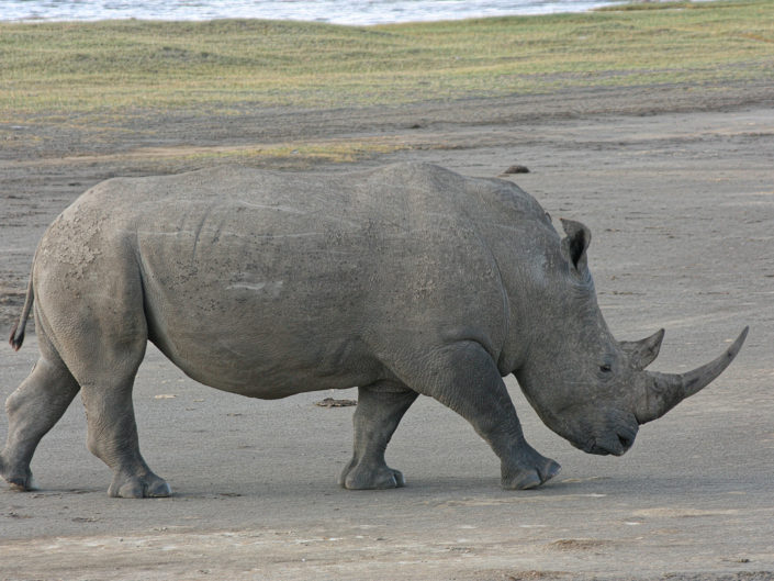 Black rhinoceros