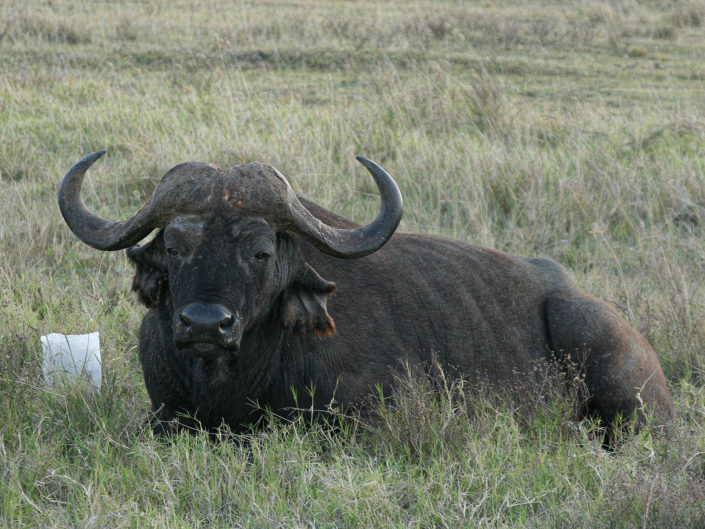African buffalo