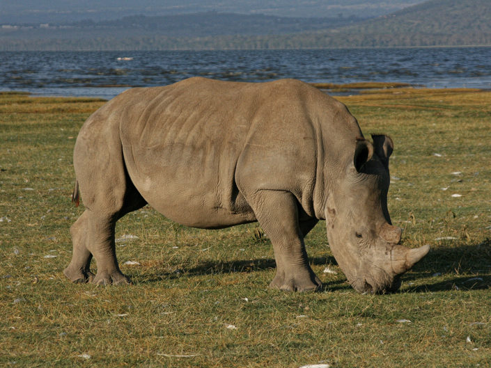 Black rhinoceros