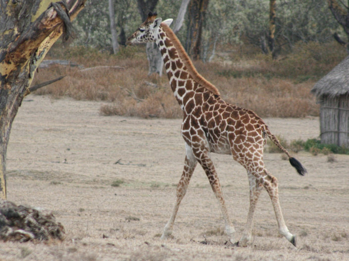 Rothschild's giraffe
