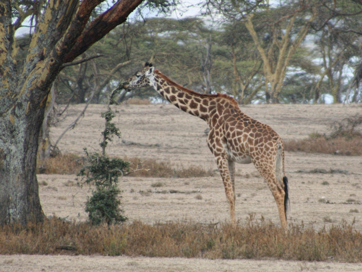 Rothschild's giraffe
