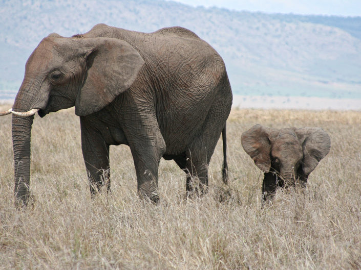 African savanna elephant