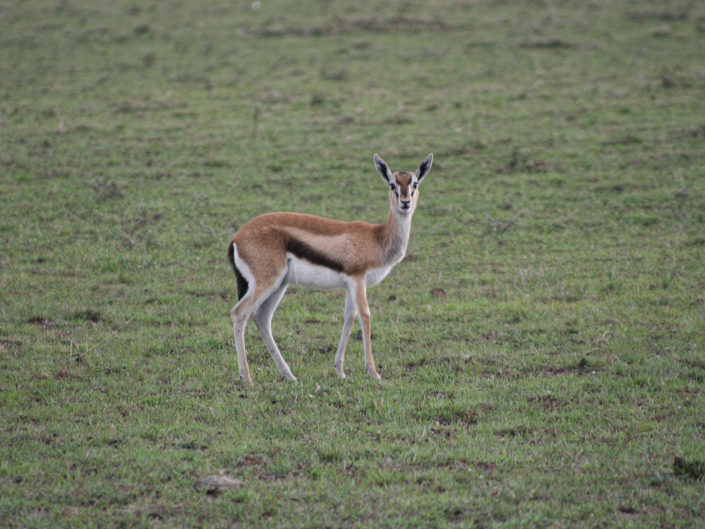 Thomson's gazelle