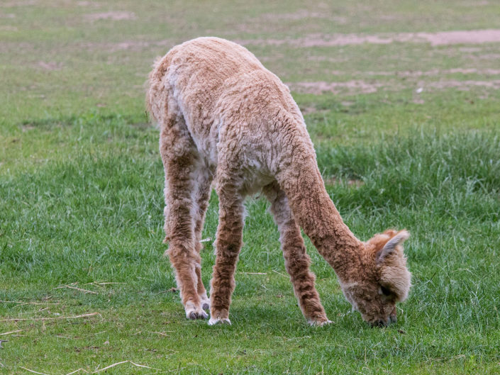 Alpaca