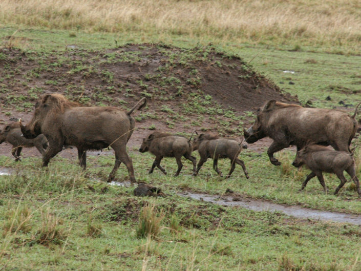 Common warthog