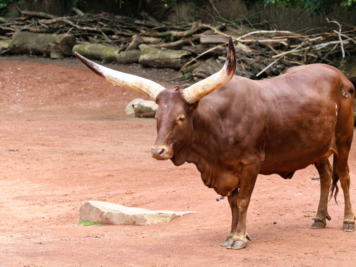 Ankole cattle