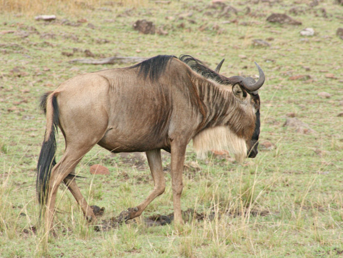 Western white-bearded wildebeest