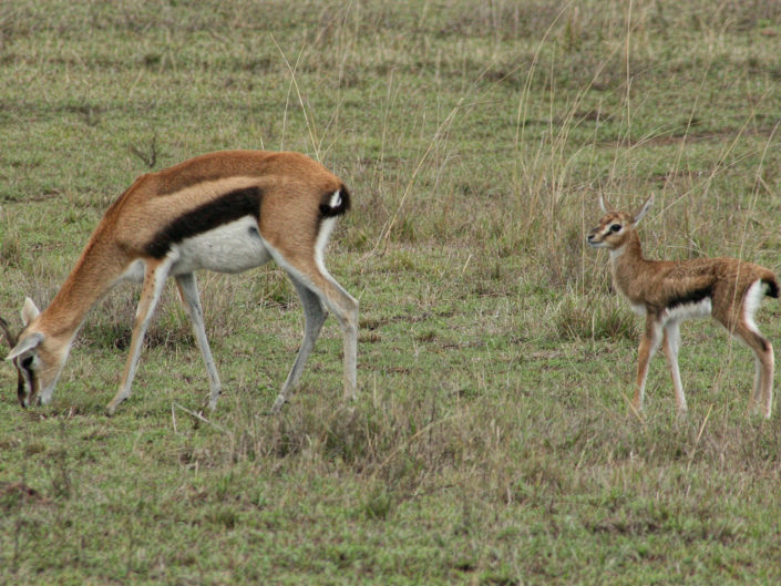 Thomson's gazelle