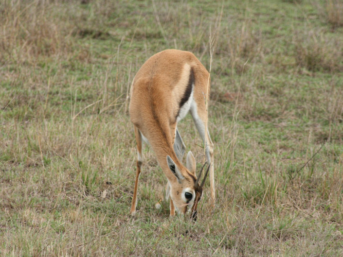 Thomson's gazelle