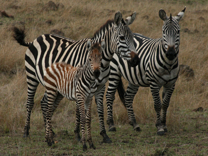 Grant's zebra
