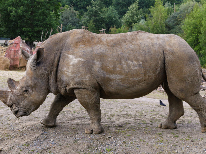 White rhinoceros