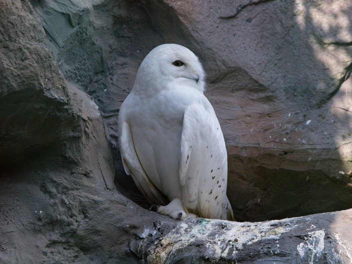 Male snowy owl