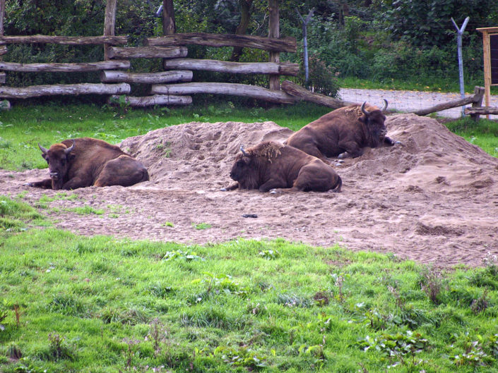European bison