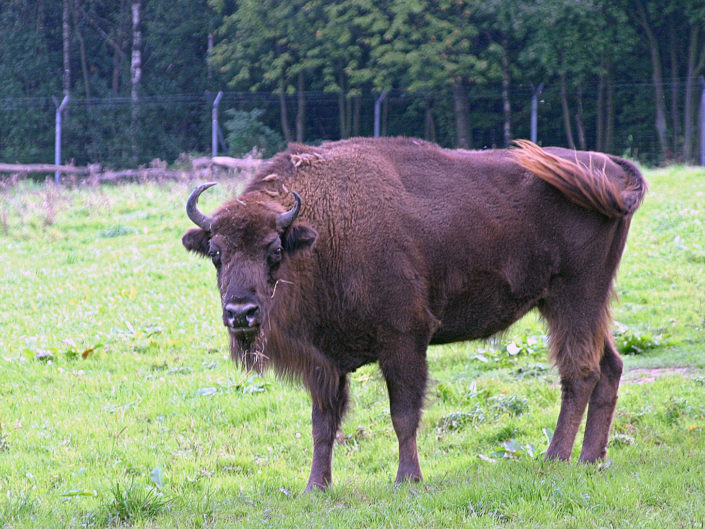 European bison