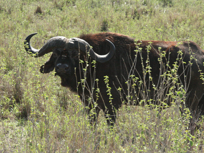 African buffalo