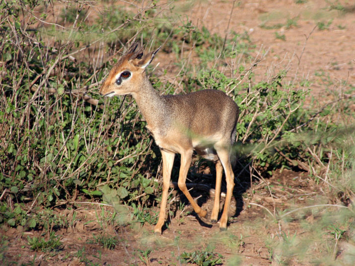 Kirk's dik-dik