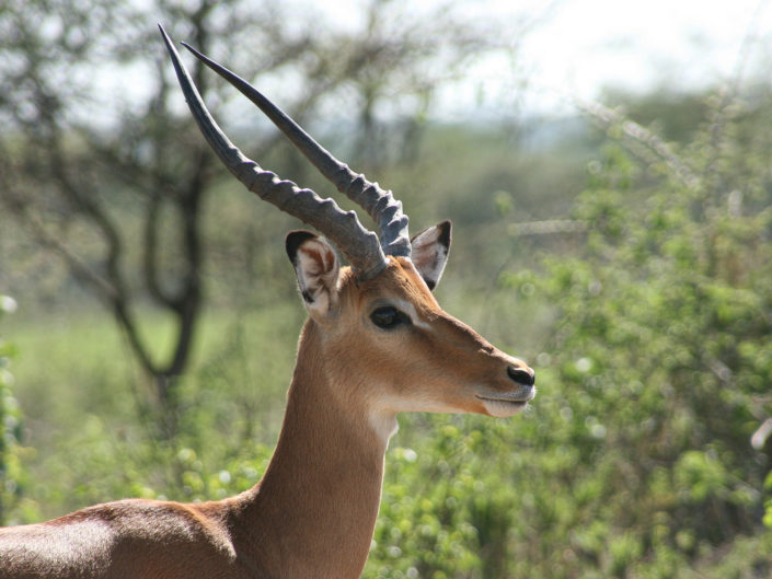 Common impala
