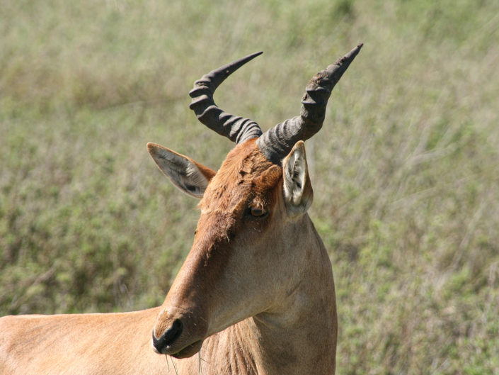 Lichtenstein's hartebeest