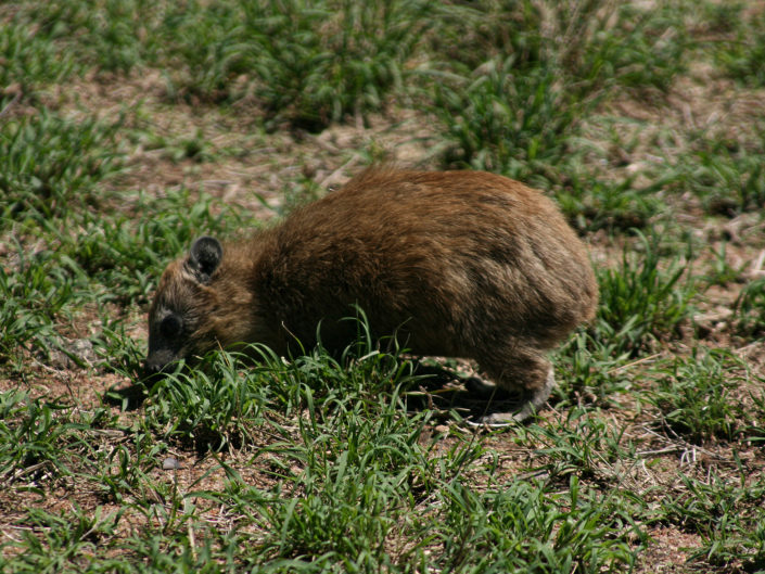 Yellow-spotted rock hyrax