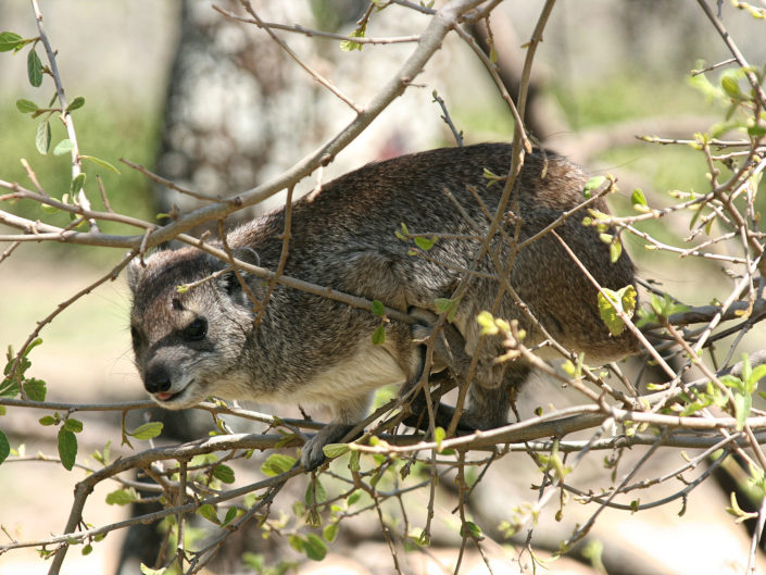 Southern tree hyrax