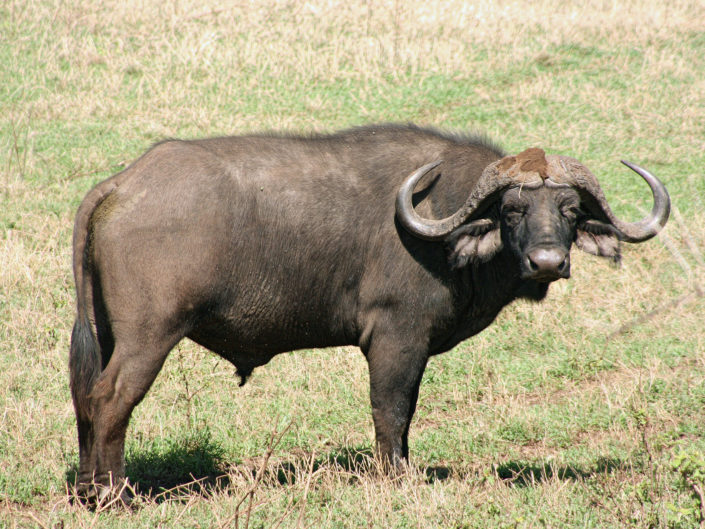 African buffalo