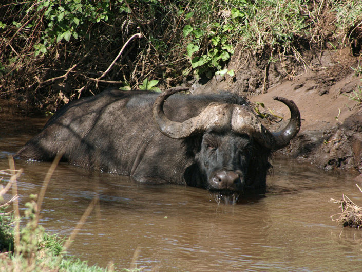 African buffalo