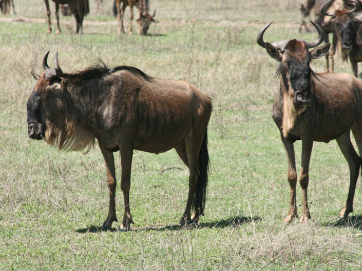 Western white-bearded wildebeest