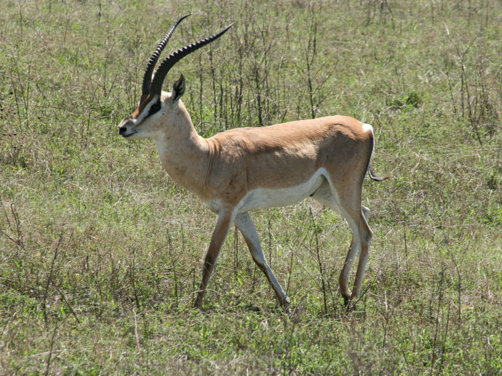 Grant's gazelle