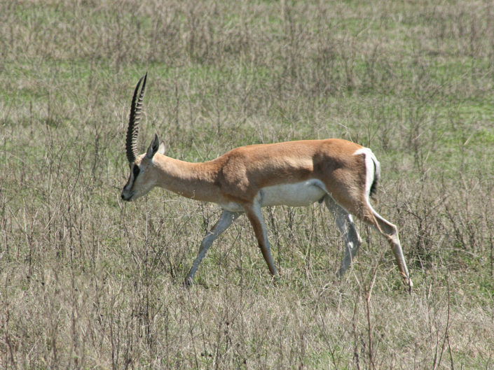 Grant's gazelle