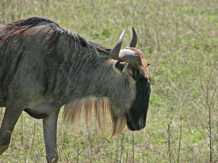 Western white-bearded wildebeest