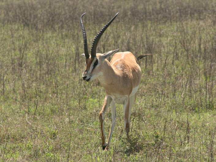 Grant's gazelle