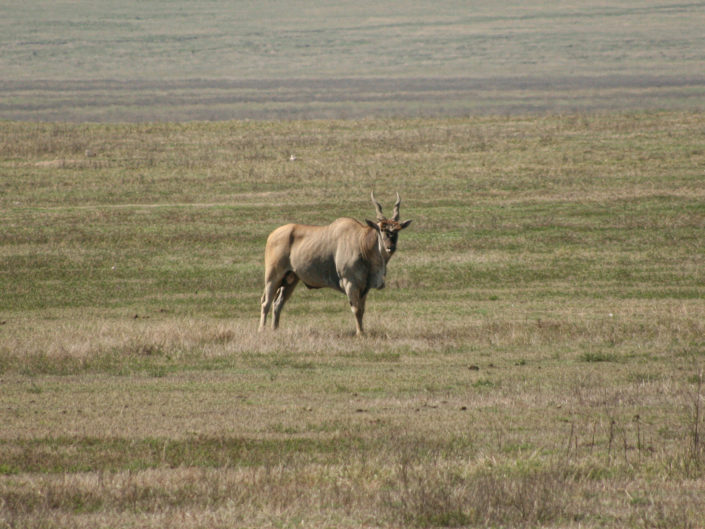 Common eland