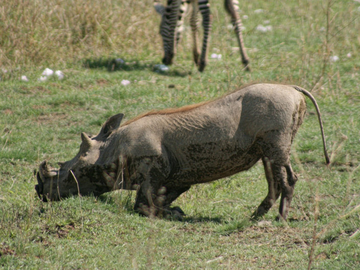 Common warthog