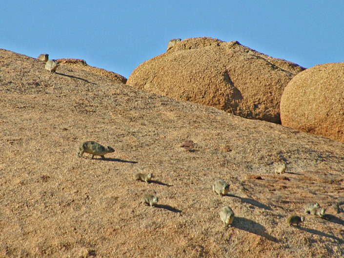 Rock hyrax