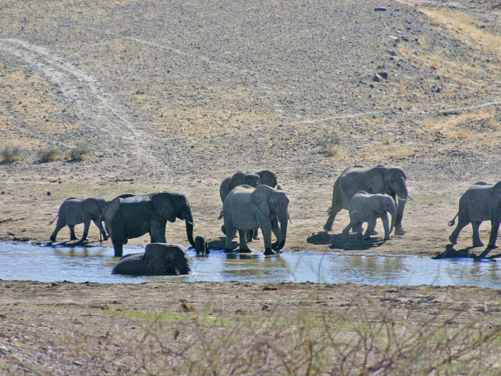 African savanna elephant