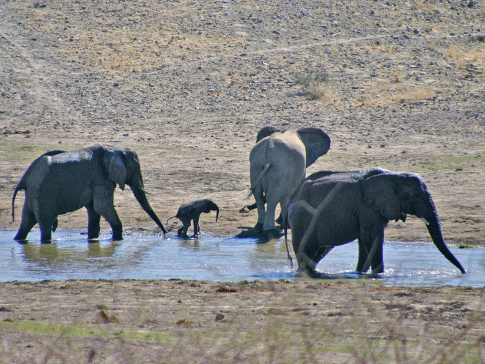 African savanna elephant