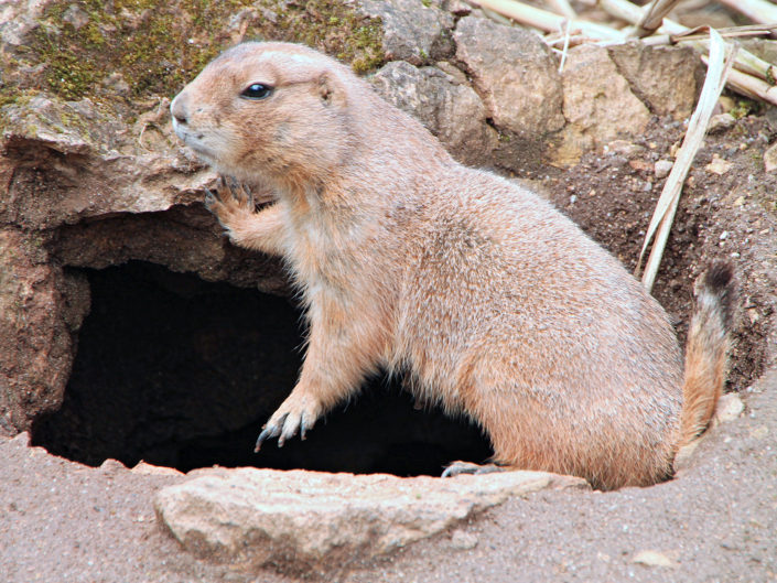 Richardson's ground squirrel