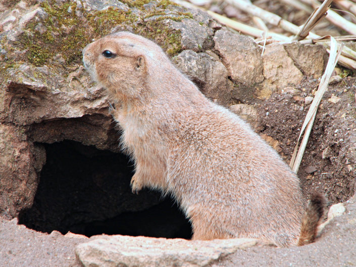 Richardson's ground squirrel
