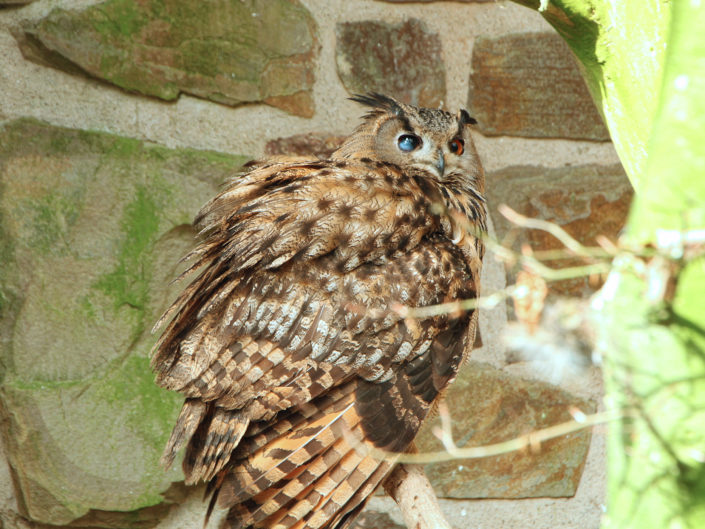 Eurasian eagle-owl