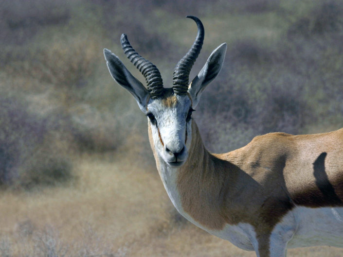 Springbok